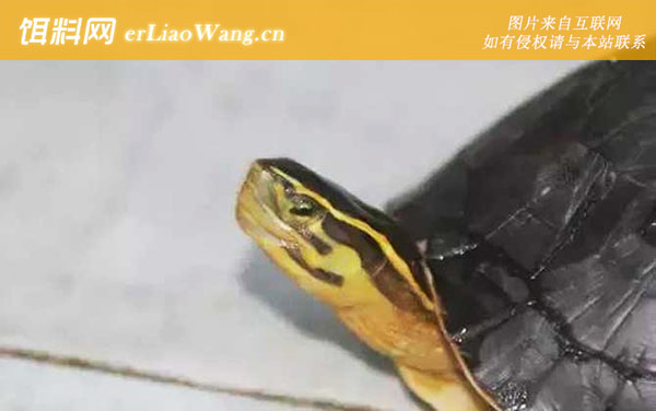 闭壳龟:分布范围