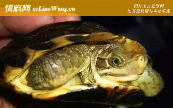 闭壳龟:生活习性