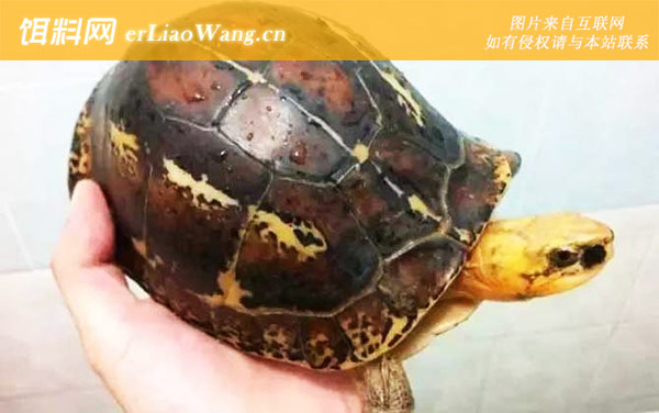 闭壳龟是什么龟-代表物种