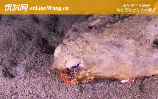 蝙蝠鱼:分布范围