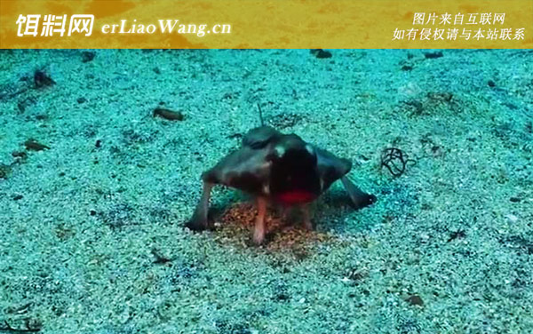 蝙蝠鱼:生活习性