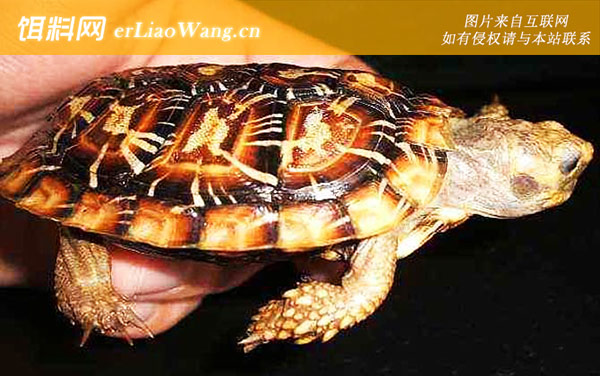 饼干龟:分布范围