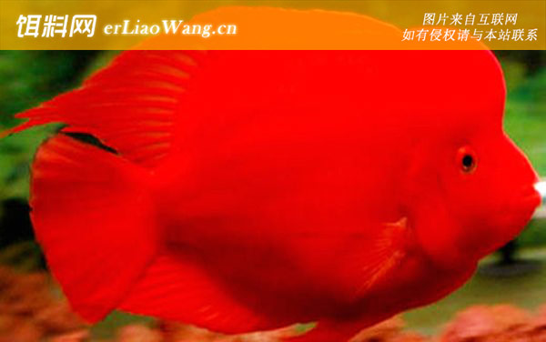 财神鱼:生活习性