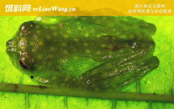 玻璃蛙:生活习性