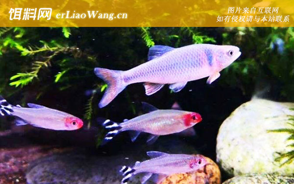 彩虹精灵鱼:生活习性