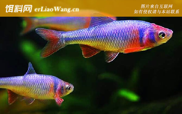 彩虹精灵鱼:饲养方法