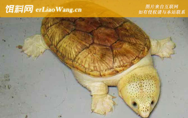 窄桥蛋龟:窄桥蛋龟