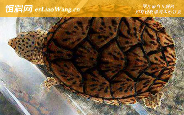 虎纹蛋龟:巨头蛋龟