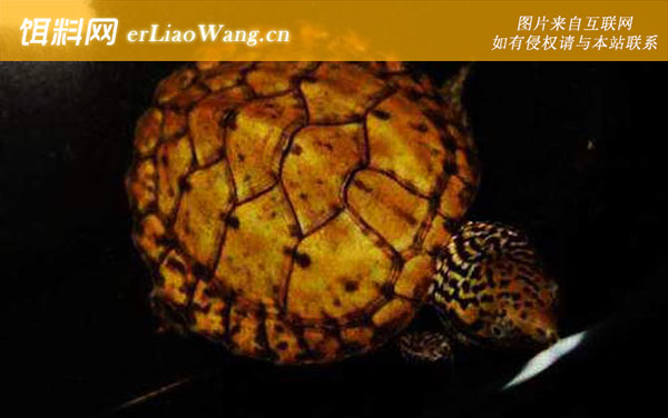 果核蛋龟:虎纹蛋龟
