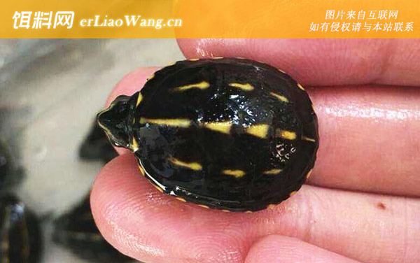 头盔蛋龟:果核蛋龟