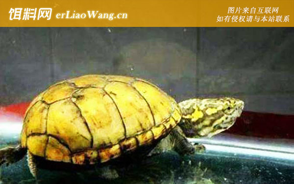 黄泽蛋龟:头盔蛋龟