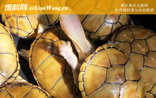 白唇蛋龟:黄泽蛋龟