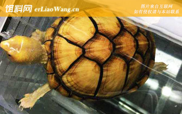 红面蛋龟:白唇蛋龟