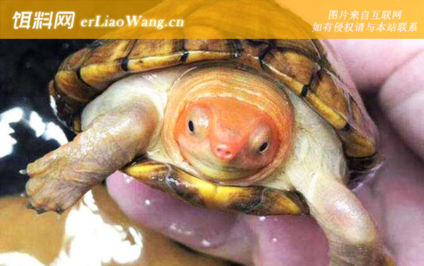 蛋龟品种名称及图片大全-红面蛋龟