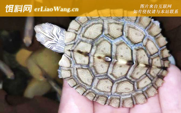 地图龟:分布范围