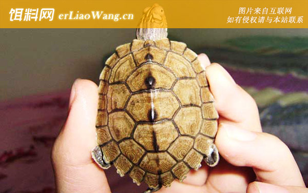 地图龟:生活习性