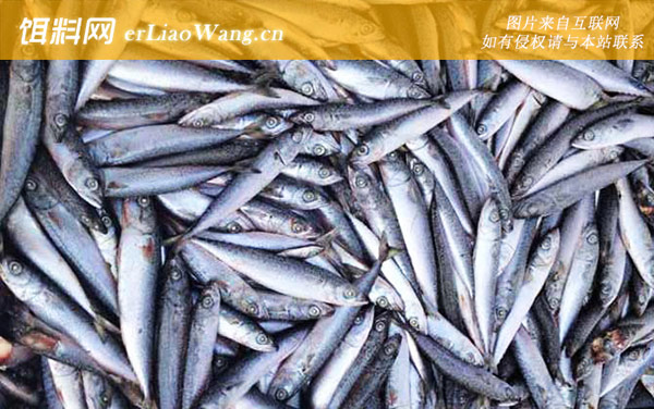 丁香鱼:分布范围