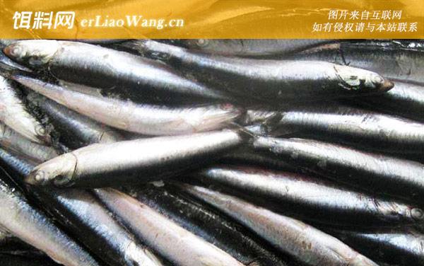 丁香鱼:生活习性