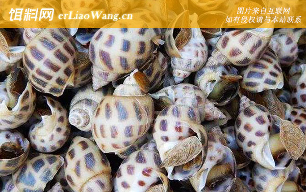 东风螺:分布范围