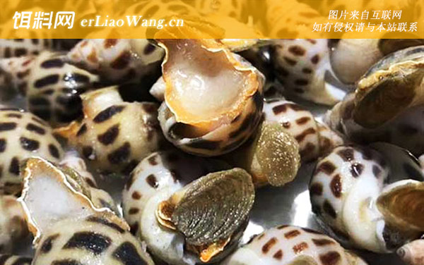 东风螺:生活习性