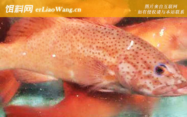 东星斑:分布范围