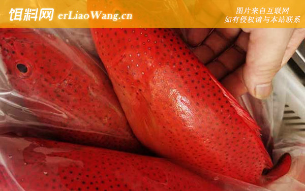 东星斑:生活习性