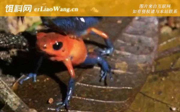 毒镖蛙:分布范围