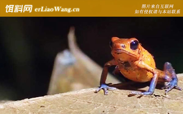 毒镖蛙:生活习性