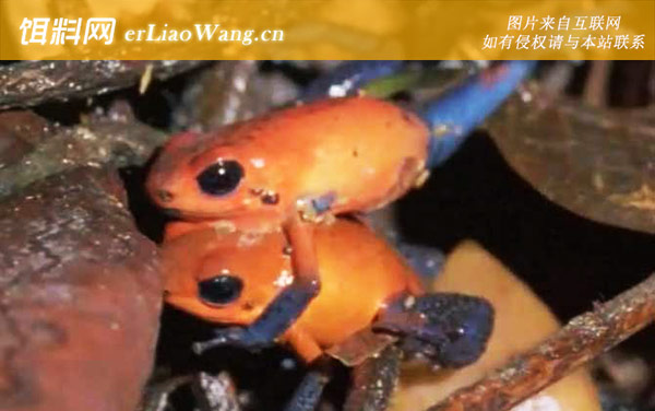 毒镖蛙:代表物种