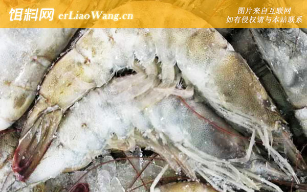 厄瓜多尔白虾:生活习性