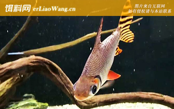 飞凤鱼:分布范围