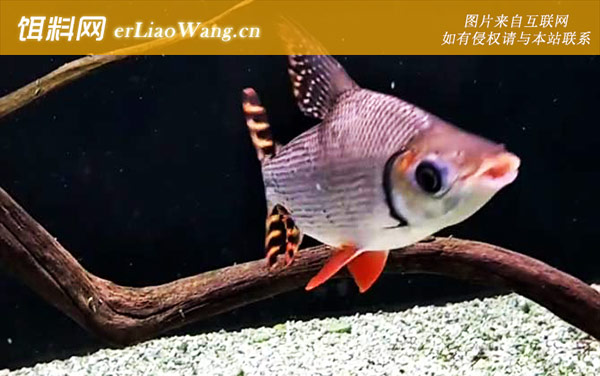 飞凤鱼:生活习性