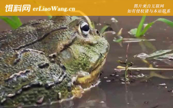 非洲牛箱头蛙:分布范围