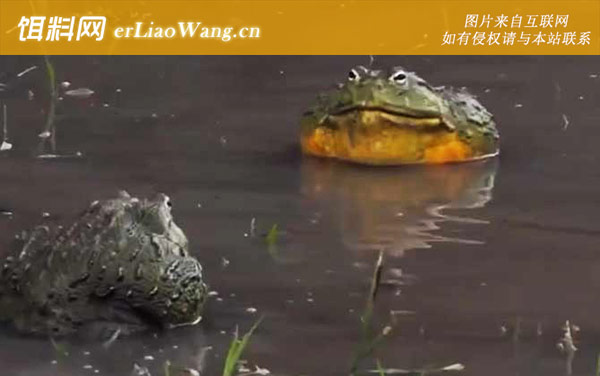 非洲牛箱头蛙:生活习性