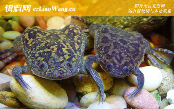 非洲爪蟾:分布范围