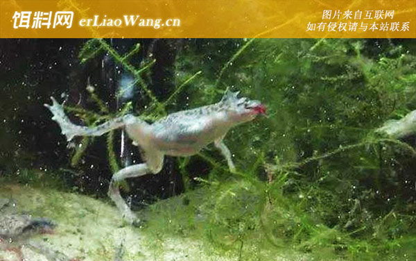 非洲爪蟾:生活习性