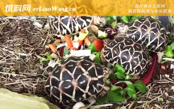 辐射龟:分布范围