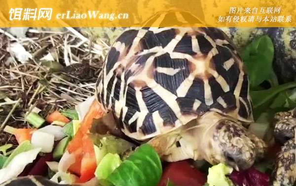 辐射龟:生活习性