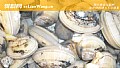 《嘎啦是什么动物？》封面图