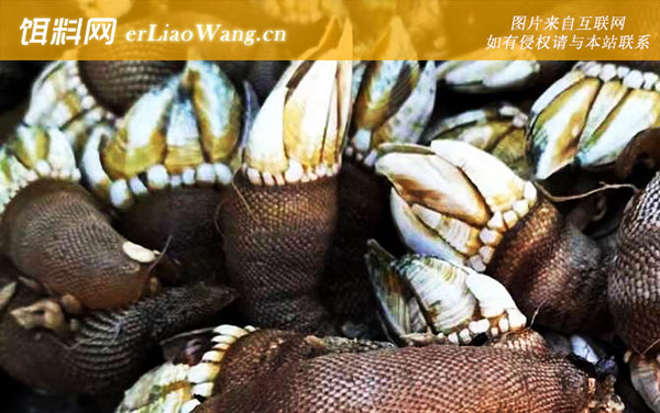 狗爪螺是什么螺-分布范围