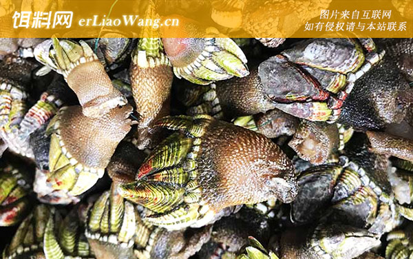 狗爪螺:生活习性