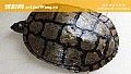 《古巴彩龟是什么龟？》封面图