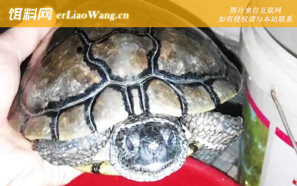 古巴彩龟:分布范围