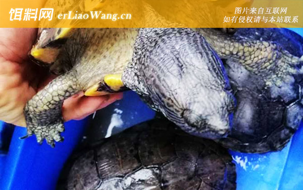 古巴彩龟:生活习性