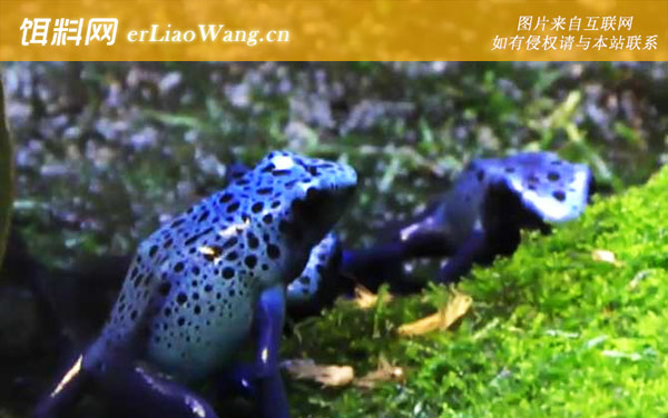 钴蓝箭毒蛙:分布范围