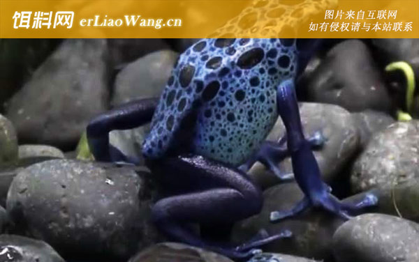 钴蓝箭毒蛙:生活习性