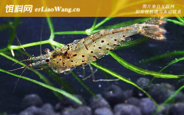 星点珍珠虾:星点珍珠虾