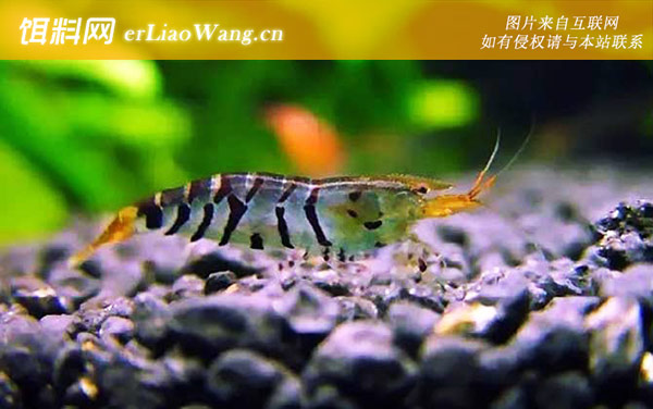 大和藻虾:虎纹虾