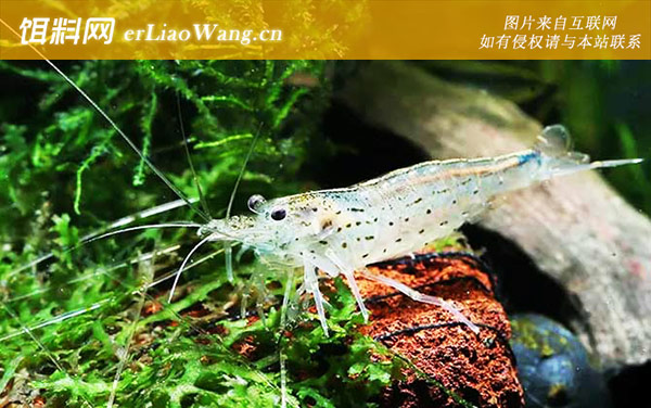 绿晶虾:大和藻虾