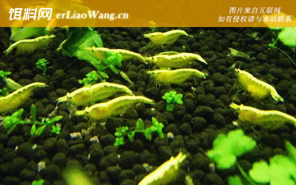 秀丽白虾:绿晶虾